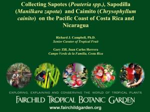 Collecting Sapotes ( Pouteria Spp.), Sapodilla (Manilkara Zapota ) And