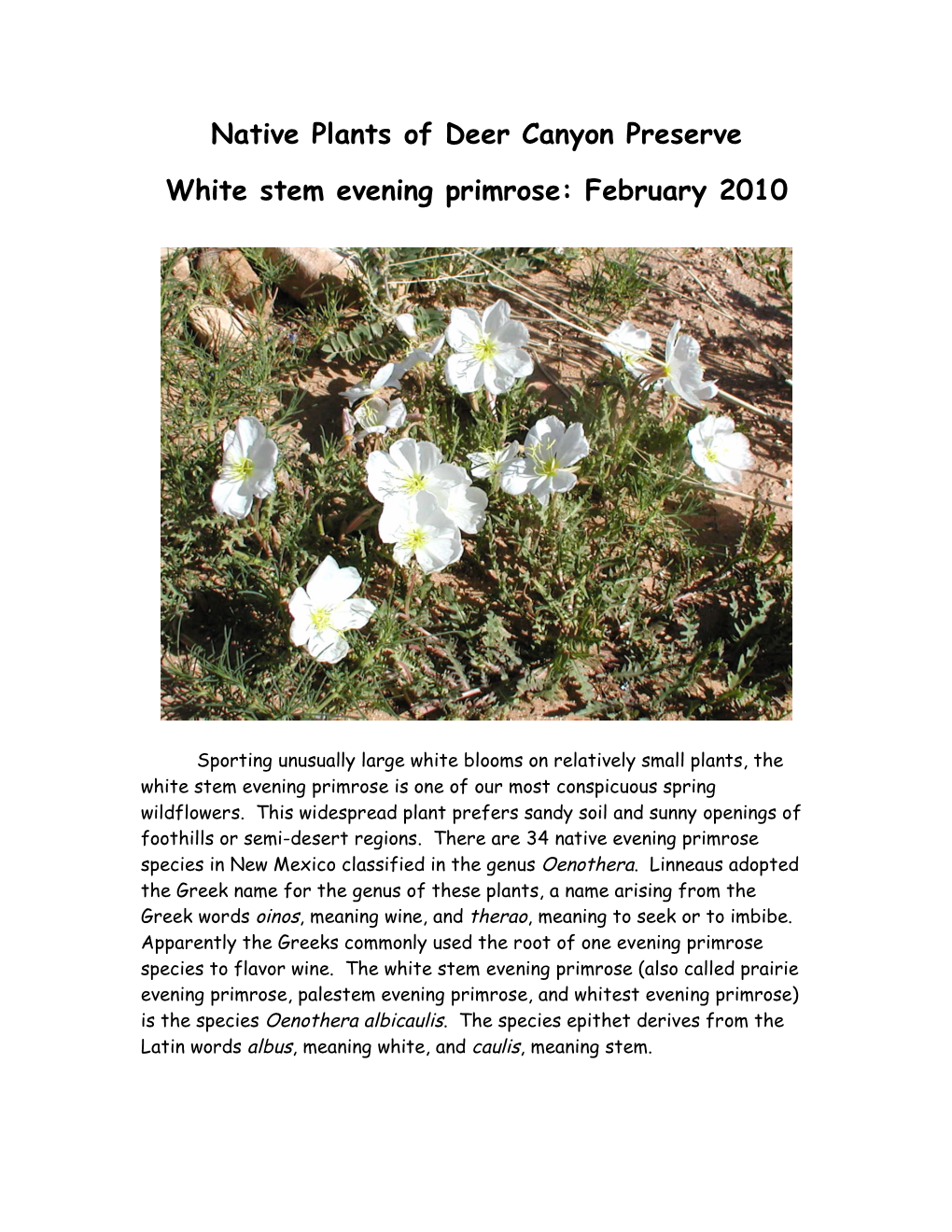 Native Plants of Deer Canyon Preserve White Stem Evening Primrose