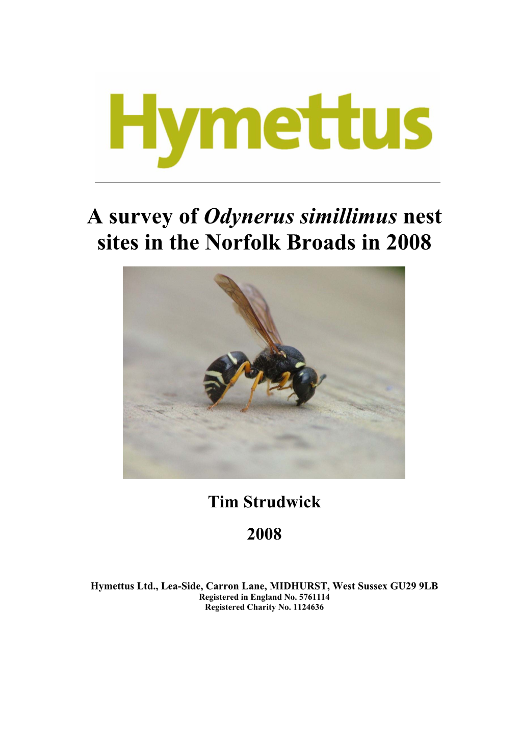 Odynerus Simillimus in Norfolk