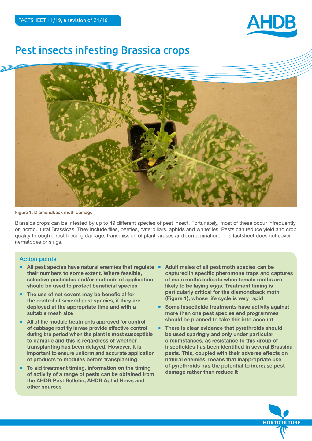 Pest Insects Infesting Brassica Crops