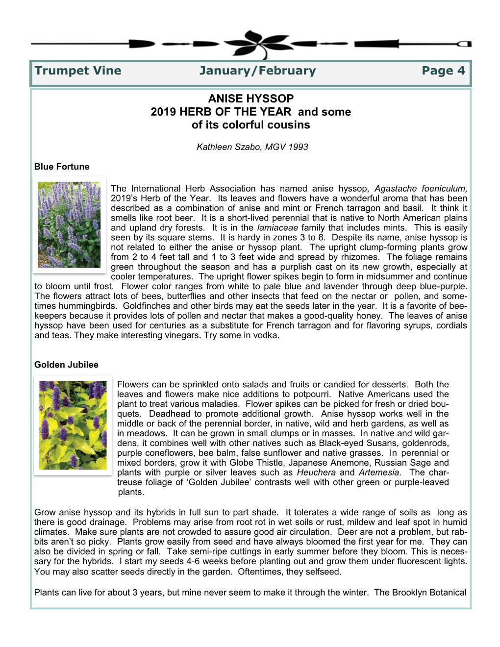 ANISE HYSSOP 2019 HERB of the YEAR and Some of Its Colorful Cousins Trumpet Vine January/February Page 4