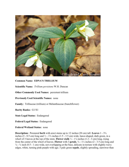 Persistent Trillium P