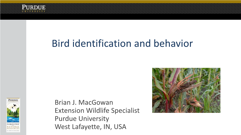 Bird Identification and Behavior