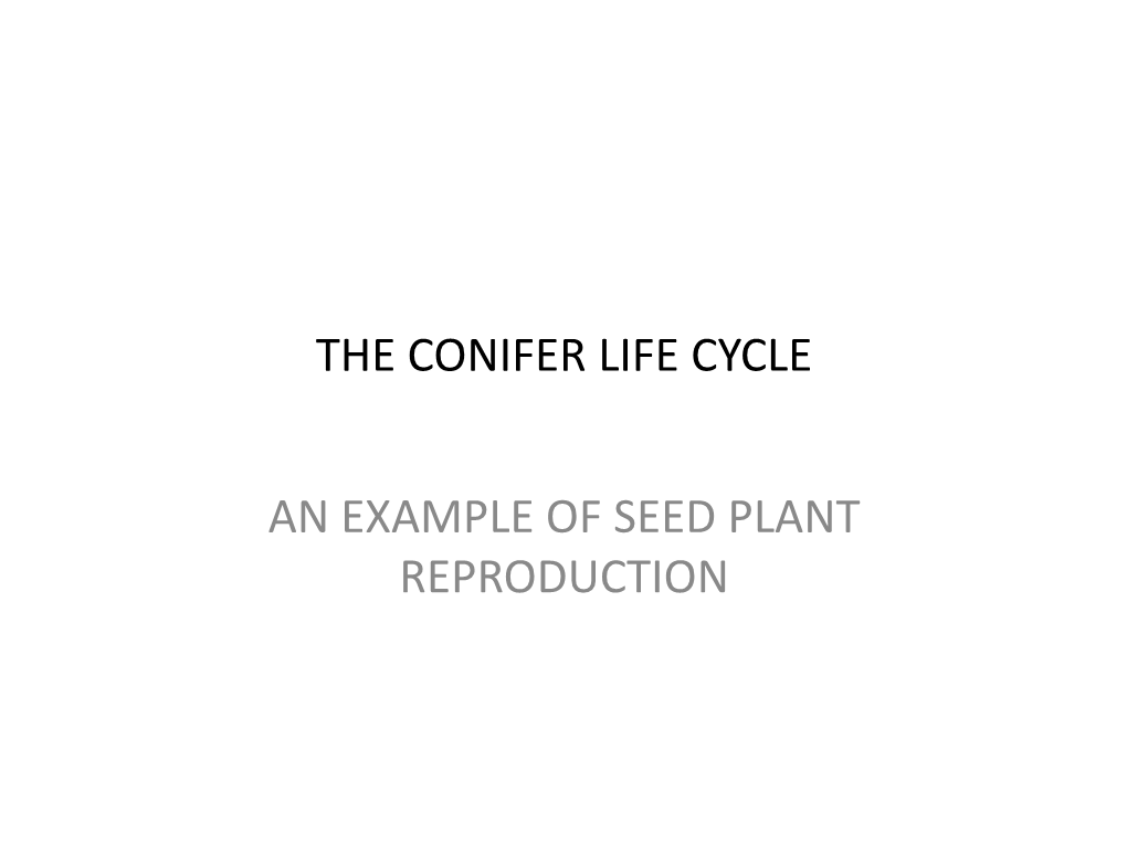 The Conifer Life Cycle