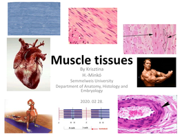 Muscle Tissues by Krisztina H.-Minkó Semmelweis University Department of Anatomy, Histology and Embryology