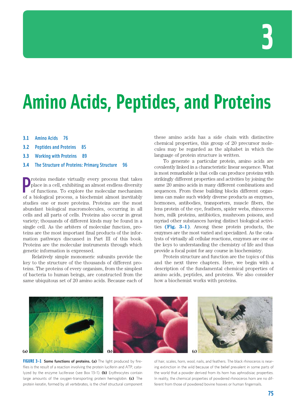 Amino Acids, Peptides, and Proteins