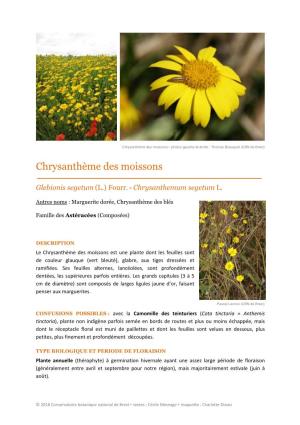 Chrysanthemum Segetum L