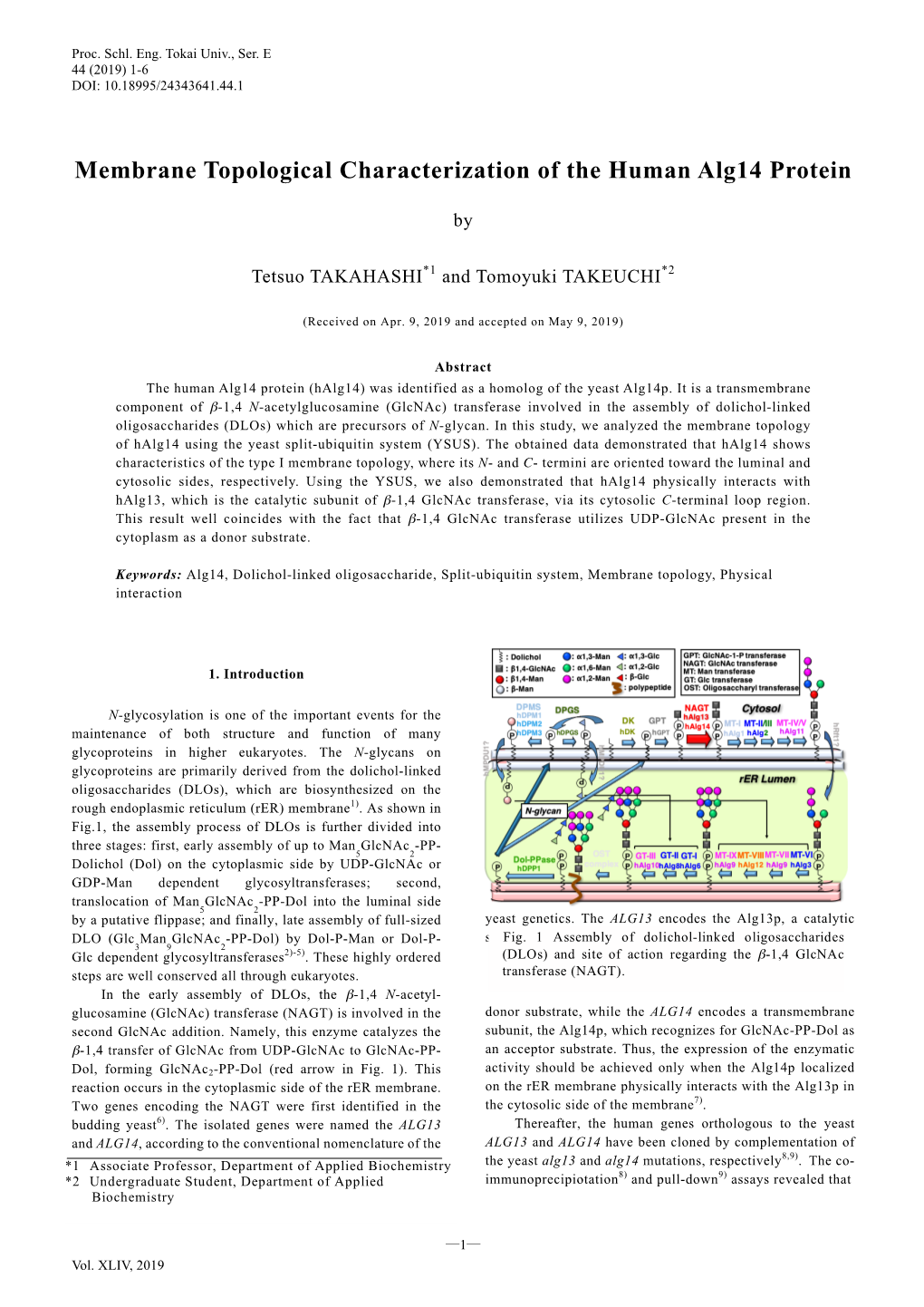 Membrane Topological Characterization of the Human Alg14 Protein