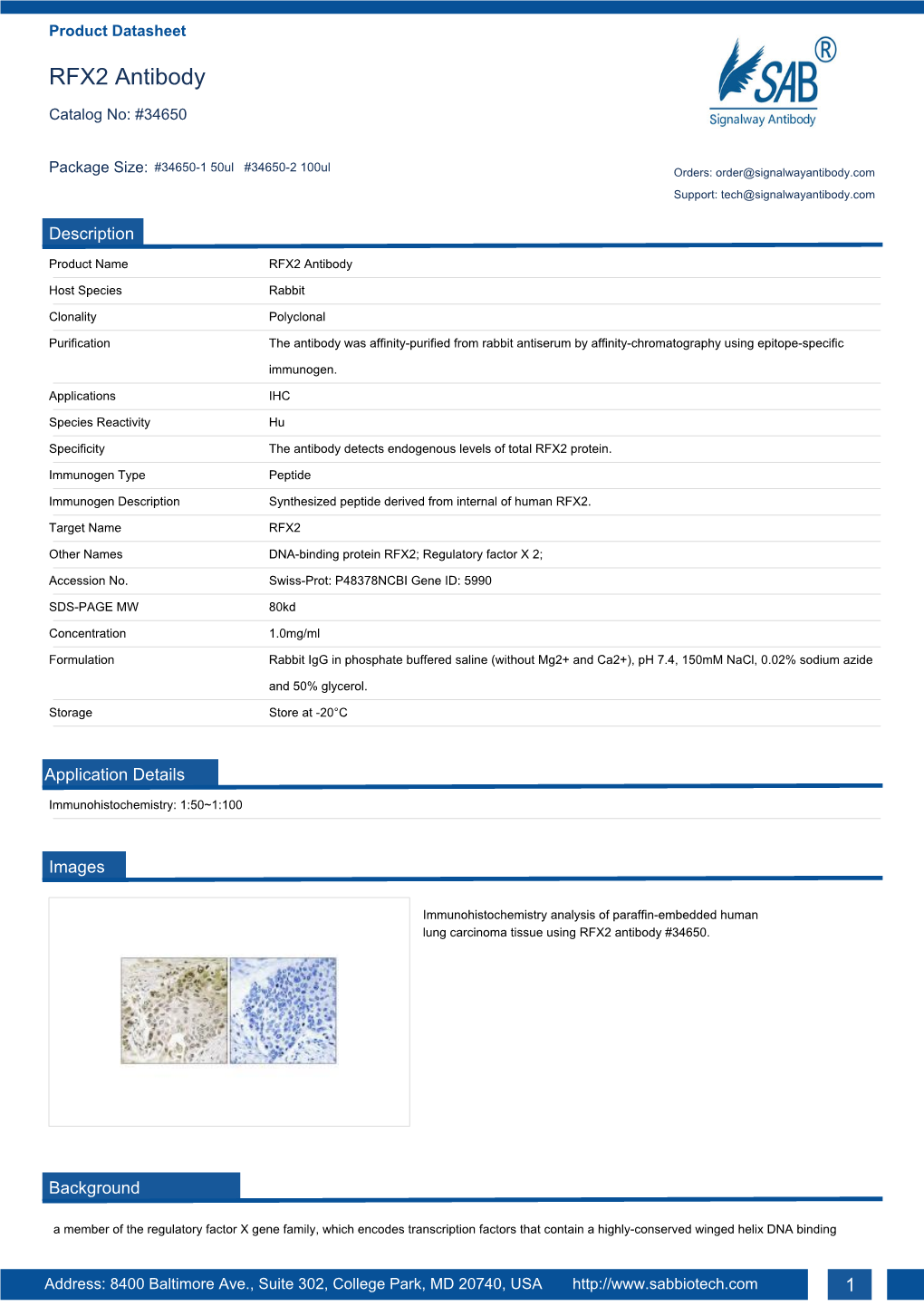 RFX2 Antibody