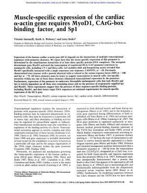 Actin Gene Requires Myod1, Carg-Box Binding Factor, and Spl