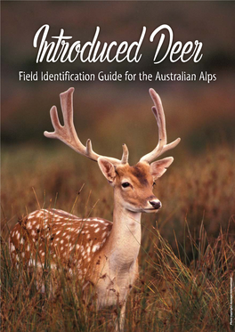 Introduced Deer Field Identification Guide for the Australian Alps
