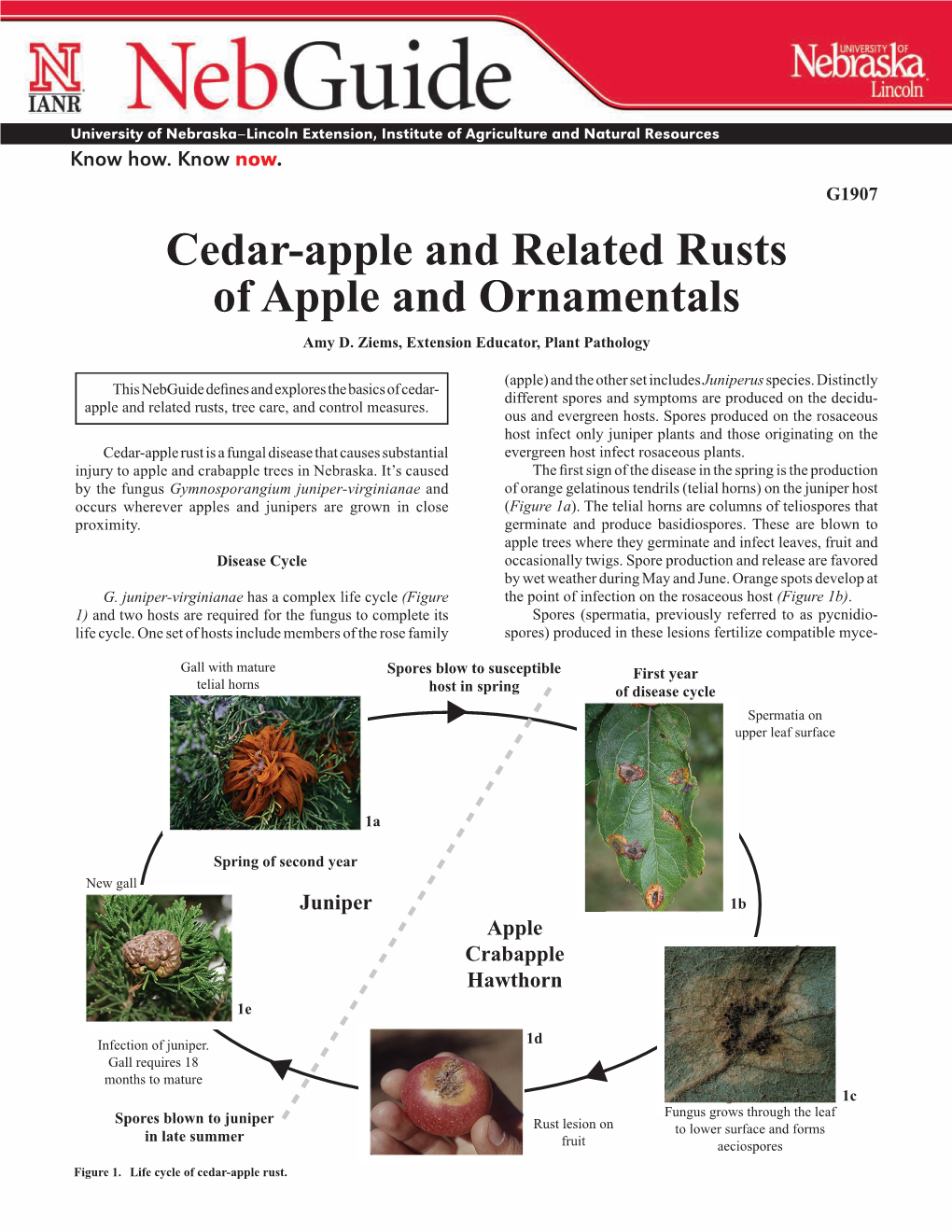 Cedar-Apple and Related Rusts of Apple and Ornamentals Amy D