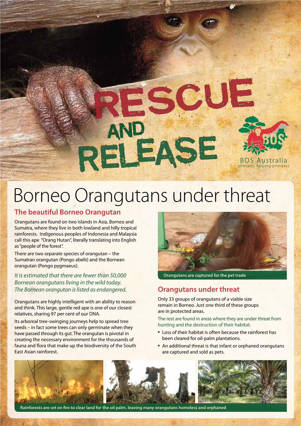 Borneo Orangutans Under Threat