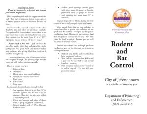 Rat & Rodent Control