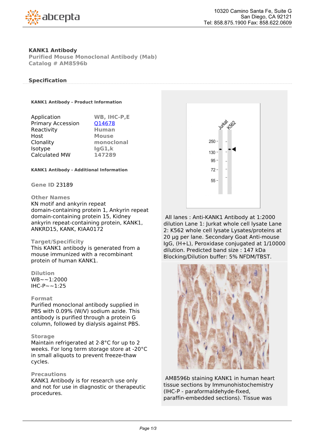 KANK1 Antibody Purified Mouse Monoclonal Antibody (Mab) Catalog # Am8596b
