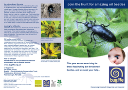 Join the Hunt for Amazing Oil Beetles of Any British Insect - They Are Nest Parasites of Solitary Mining Bees