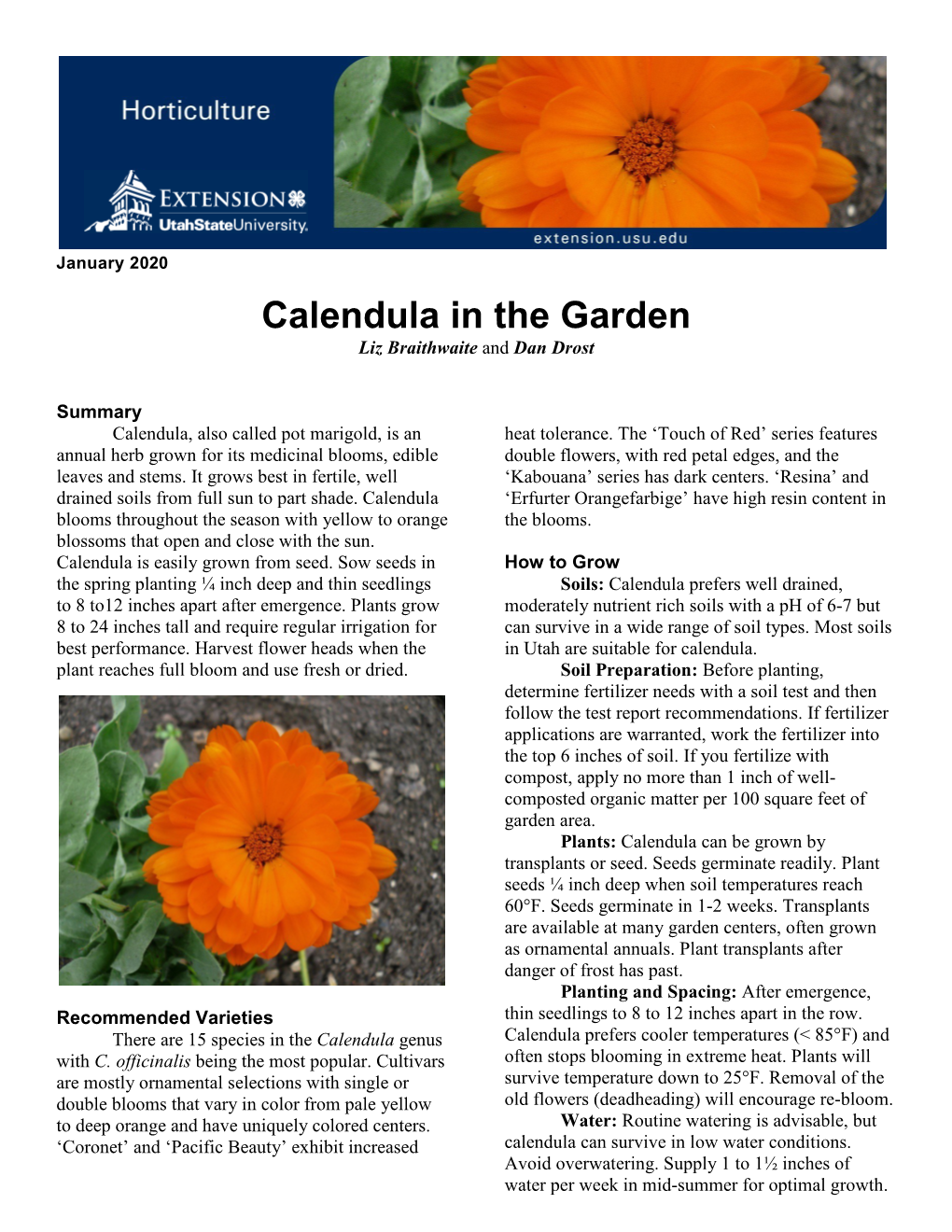 Calendula in the Garden Liz Braithwaite and Dan Drost