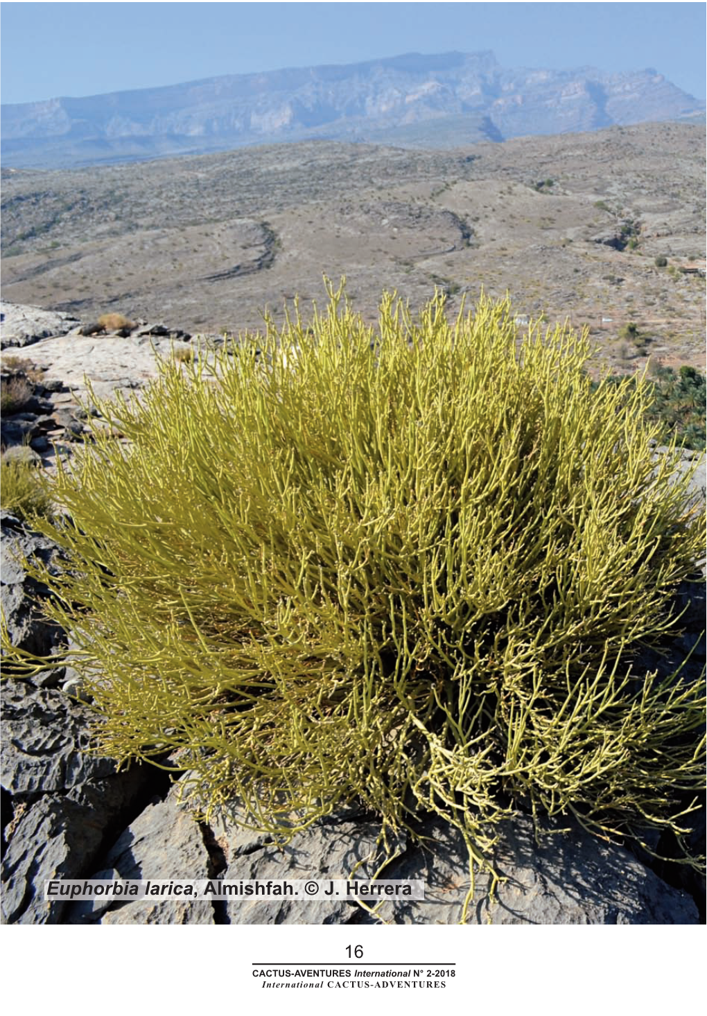 Euphorbia Larica, Almishfah. © J. Herrera