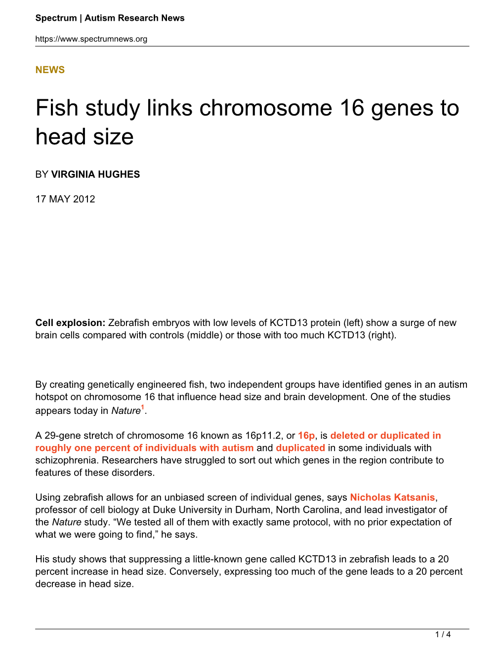 Fish Study Links Chromosome 16 Genes to Head Size