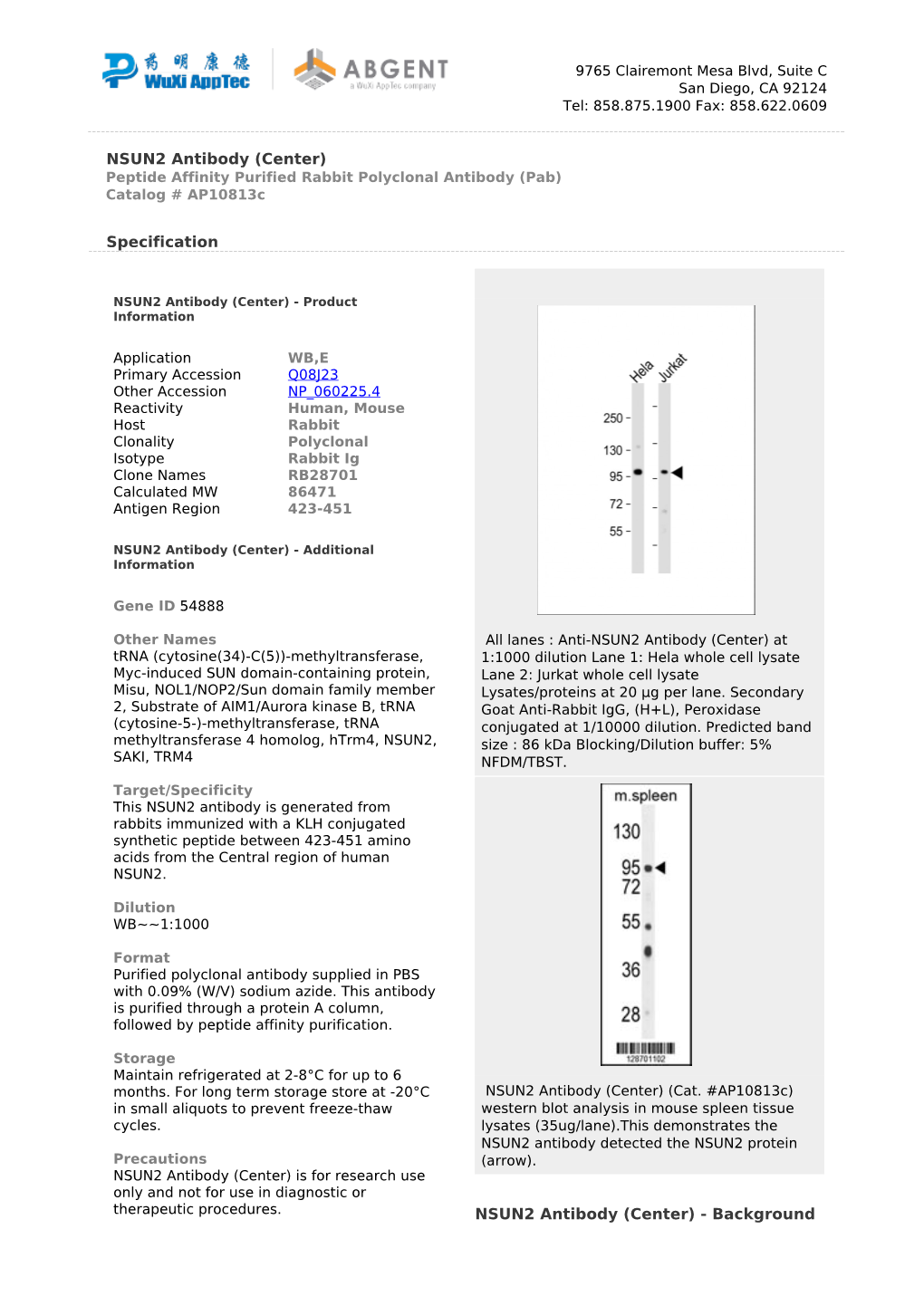 NSUN2 Antibody (Center) Peptide Affinity Purified Rabbit Polyclonal Antibody (Pab) Catalog # Ap10813c