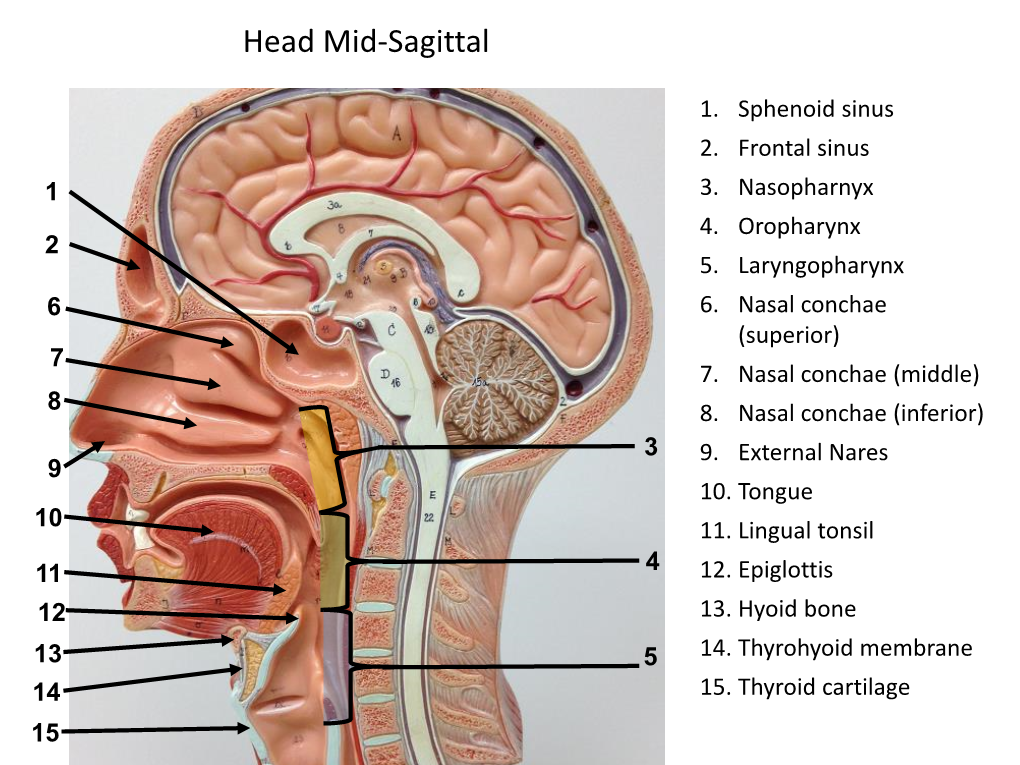 Head Mid-Sagittal