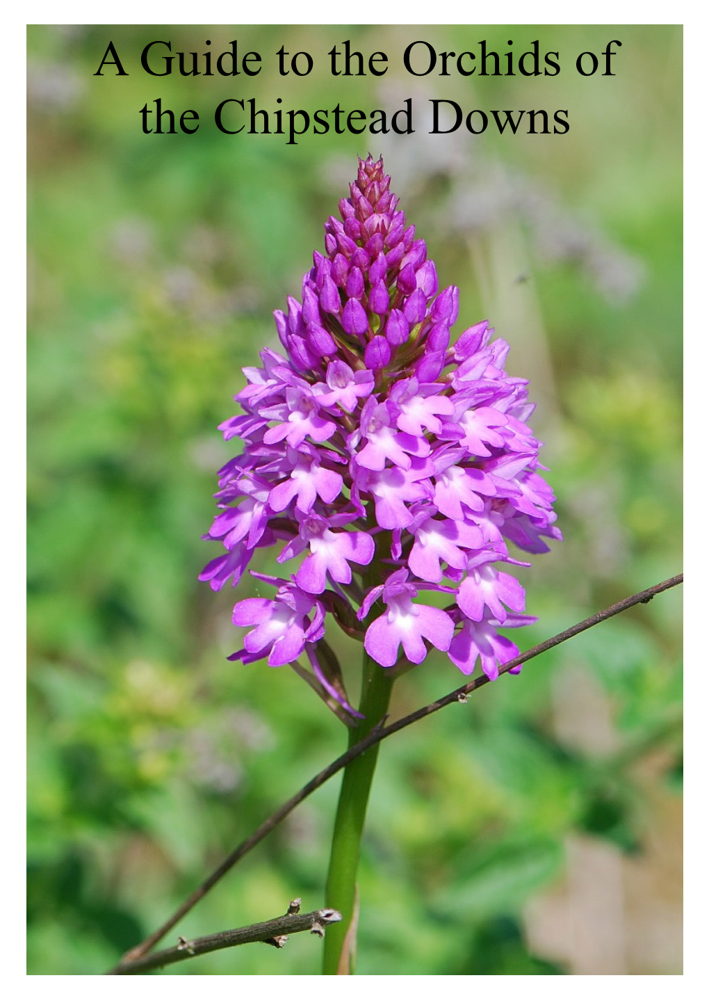 A Guide to the Orchids of the Chipstead Downs a Guide to the Orchids of Chipstead Downs