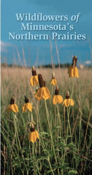 Wildflowers of Minnesota's Northern Prairies
