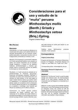 “Muña” Peruana Minthostachys Mollis (Benth.)