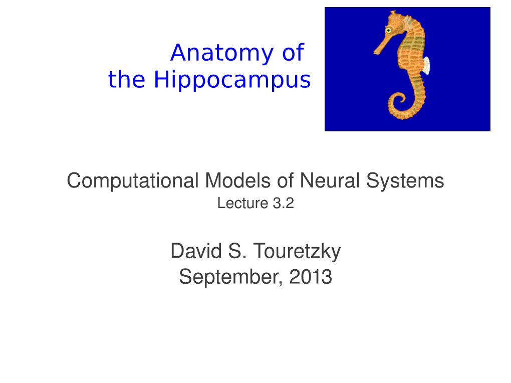 Anatomy of the Hippocampus