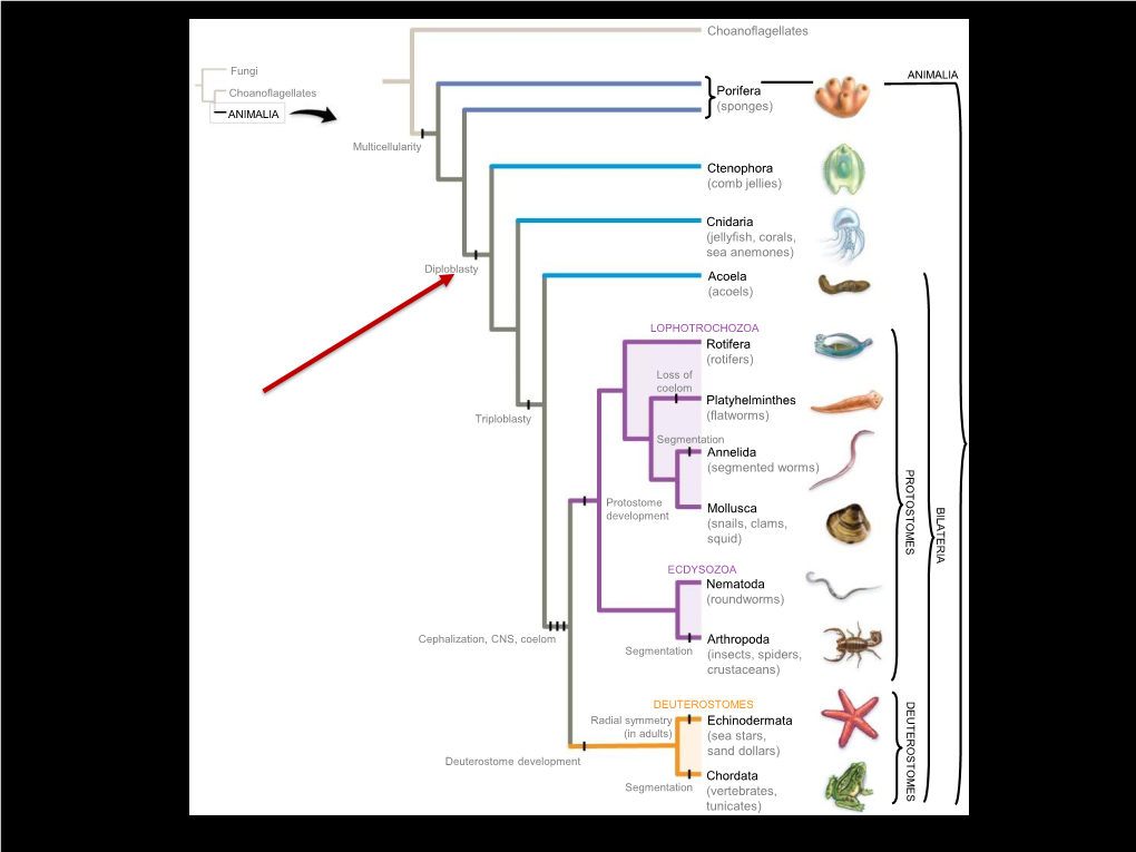 Porifera (Sponges) Choanoflagellates Ctenophora (Comb Jellies) Cnidaria