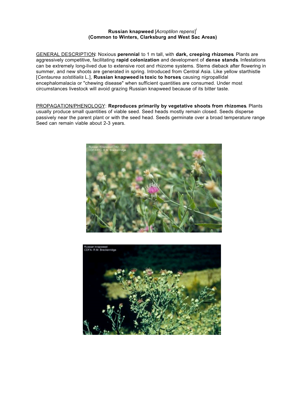 Russian Knapweed [Acroptilon Repens] (Common to Winters, Clarksburg and West Sac Areas) GENERAL DESCRIPTION: Noxious Perennial T