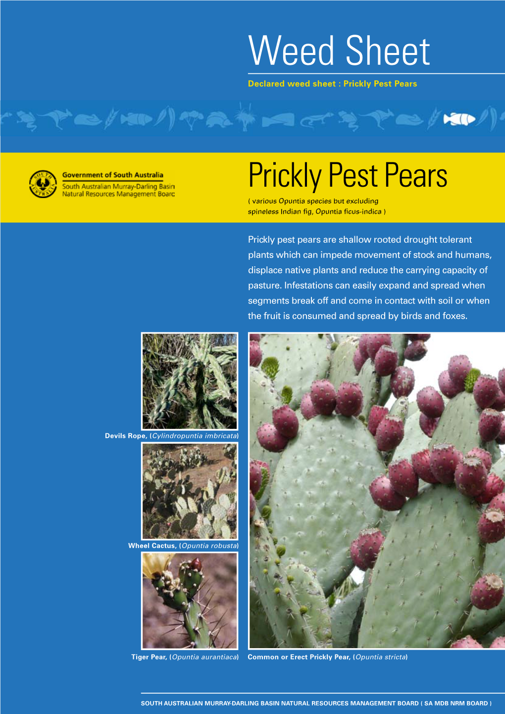 Prickly Pest Pears