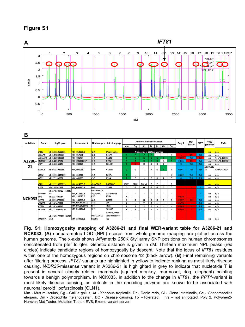 Figure S1 IFT81