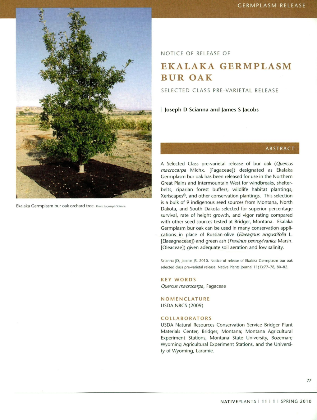 Ekalaka Germplasm Bur Oak Selected Class Pre-Varietal Release