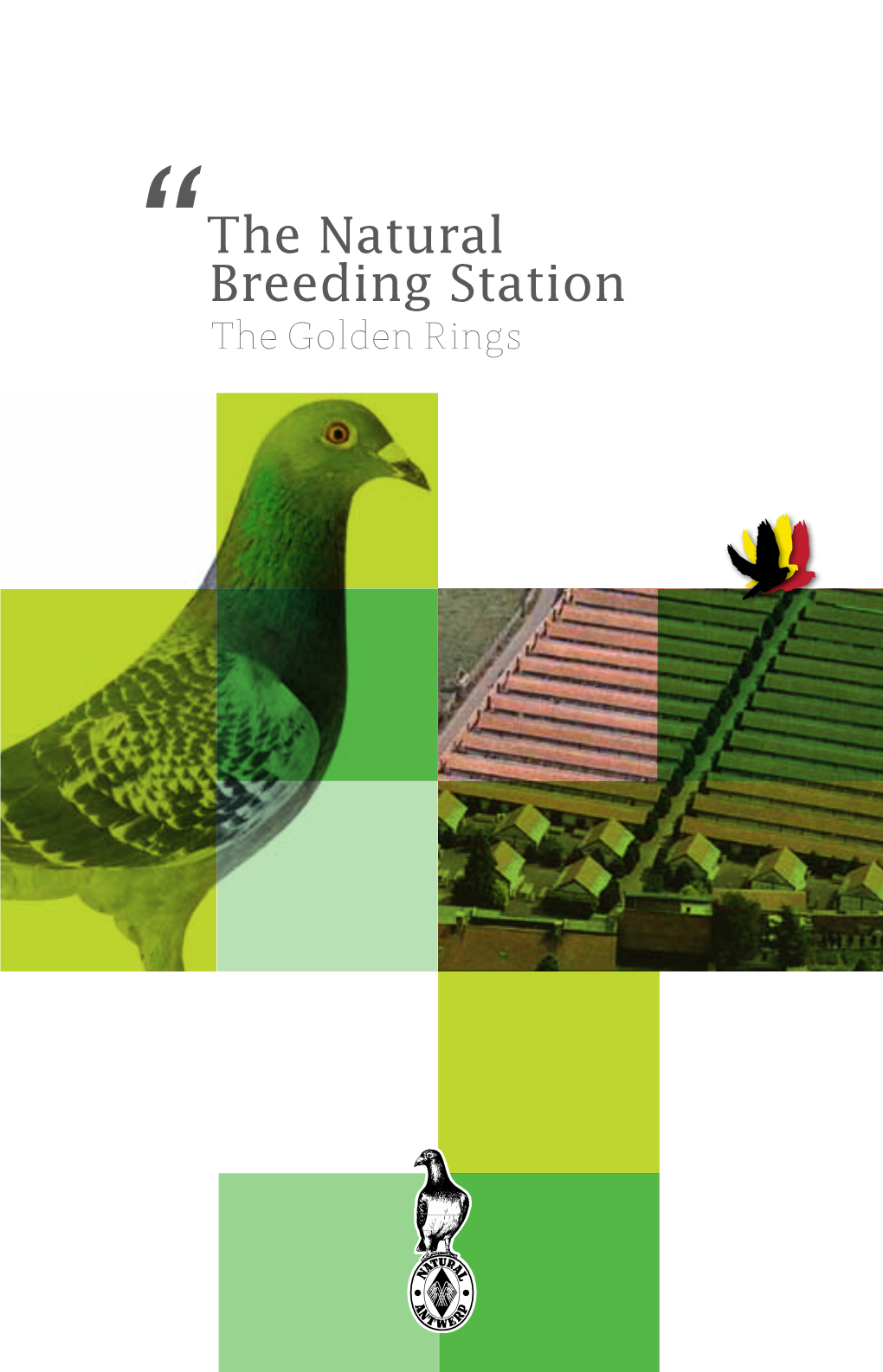 The Natural Breeding Station the Golden Rings the Largest Breeding Station for Racing Pigeons in the World Was an Enormous Challenge