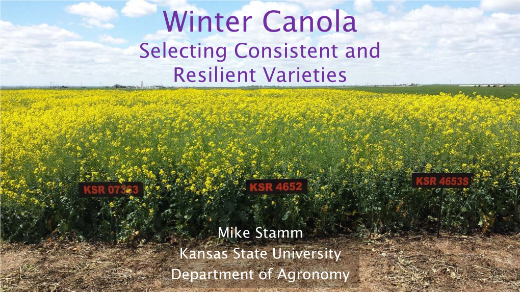 Winter Canola Selecting Consistent and Resilient Varieties