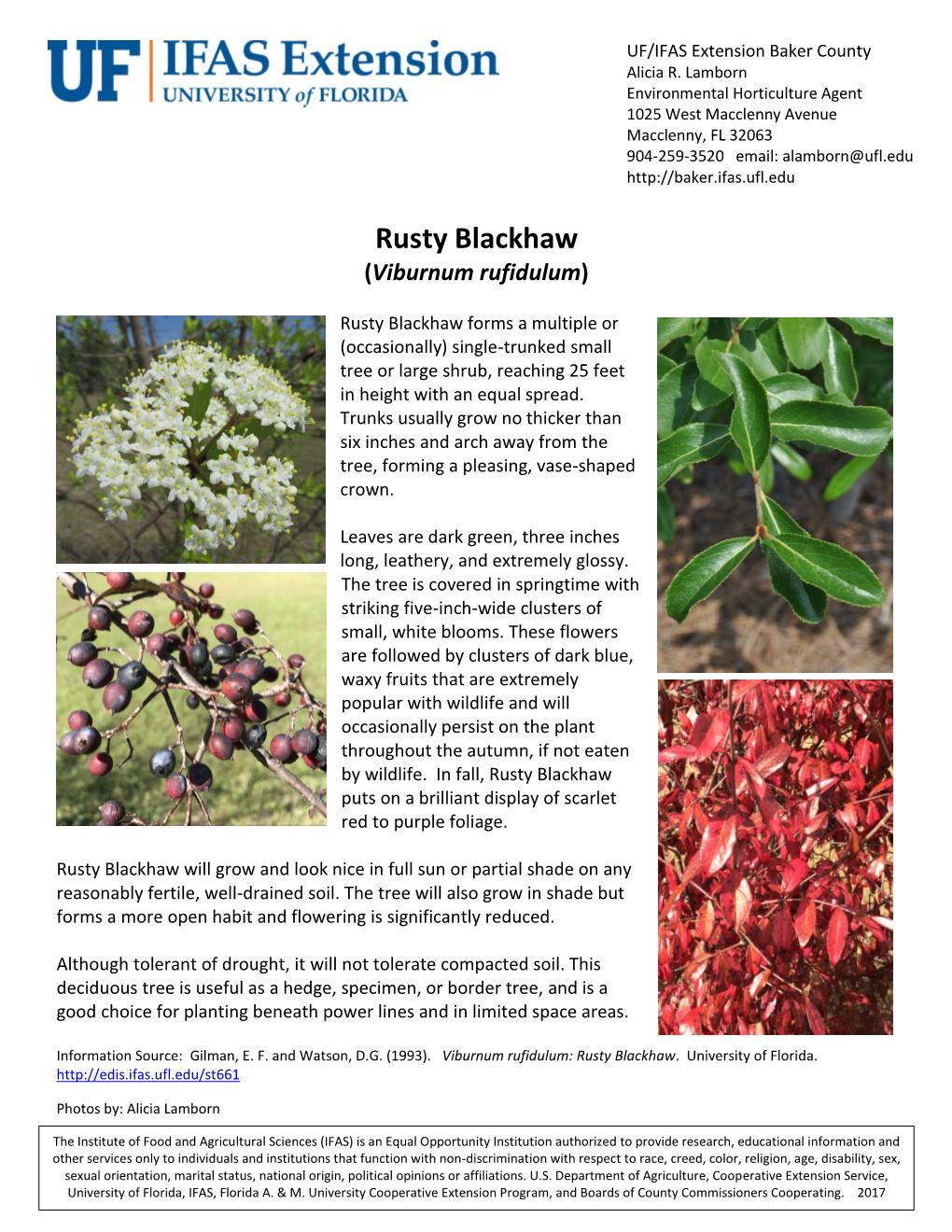 Rusty Blackhaw (Viburnum Rufidulum)