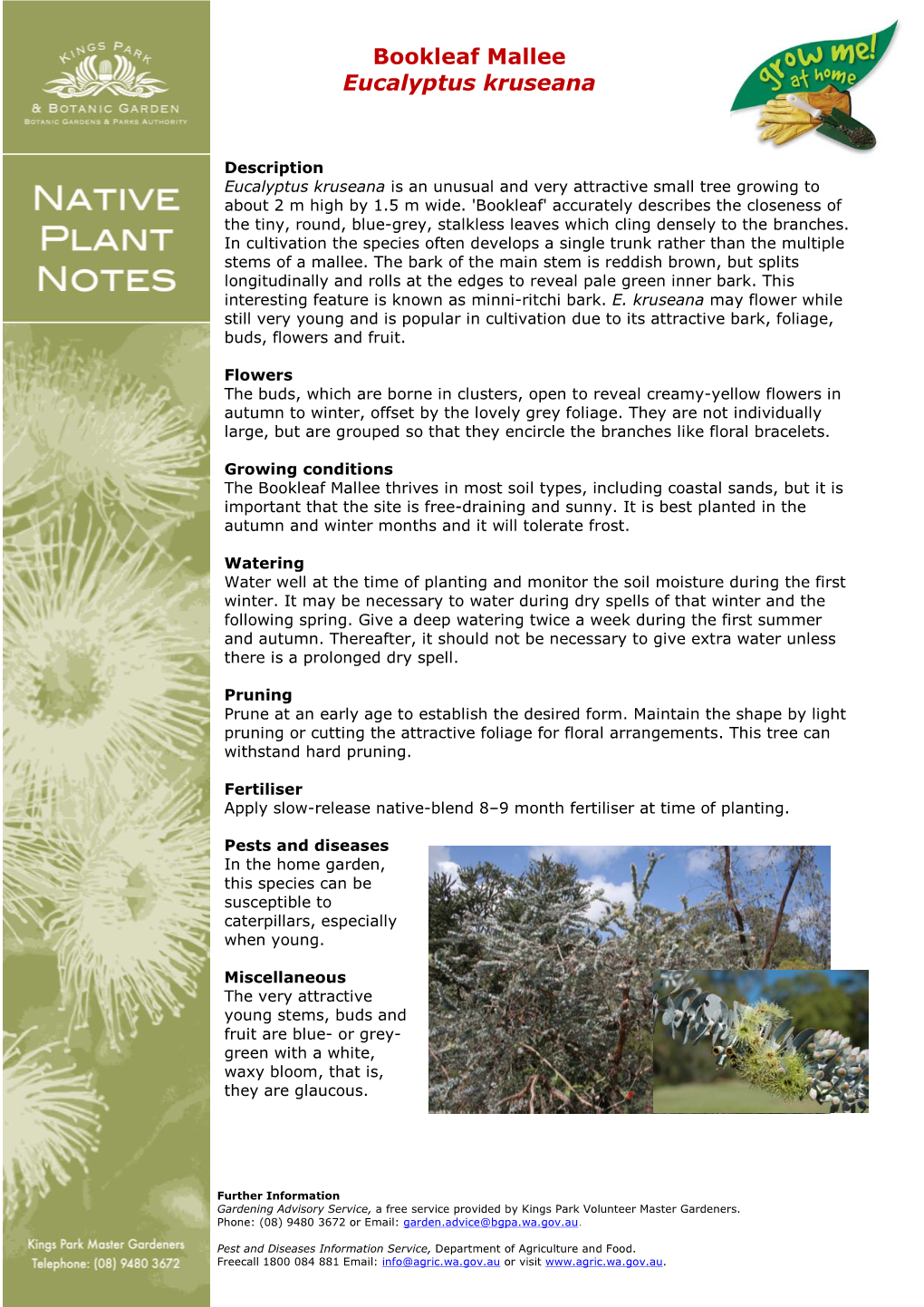 Eucalyptus Kruseana Plant Notes