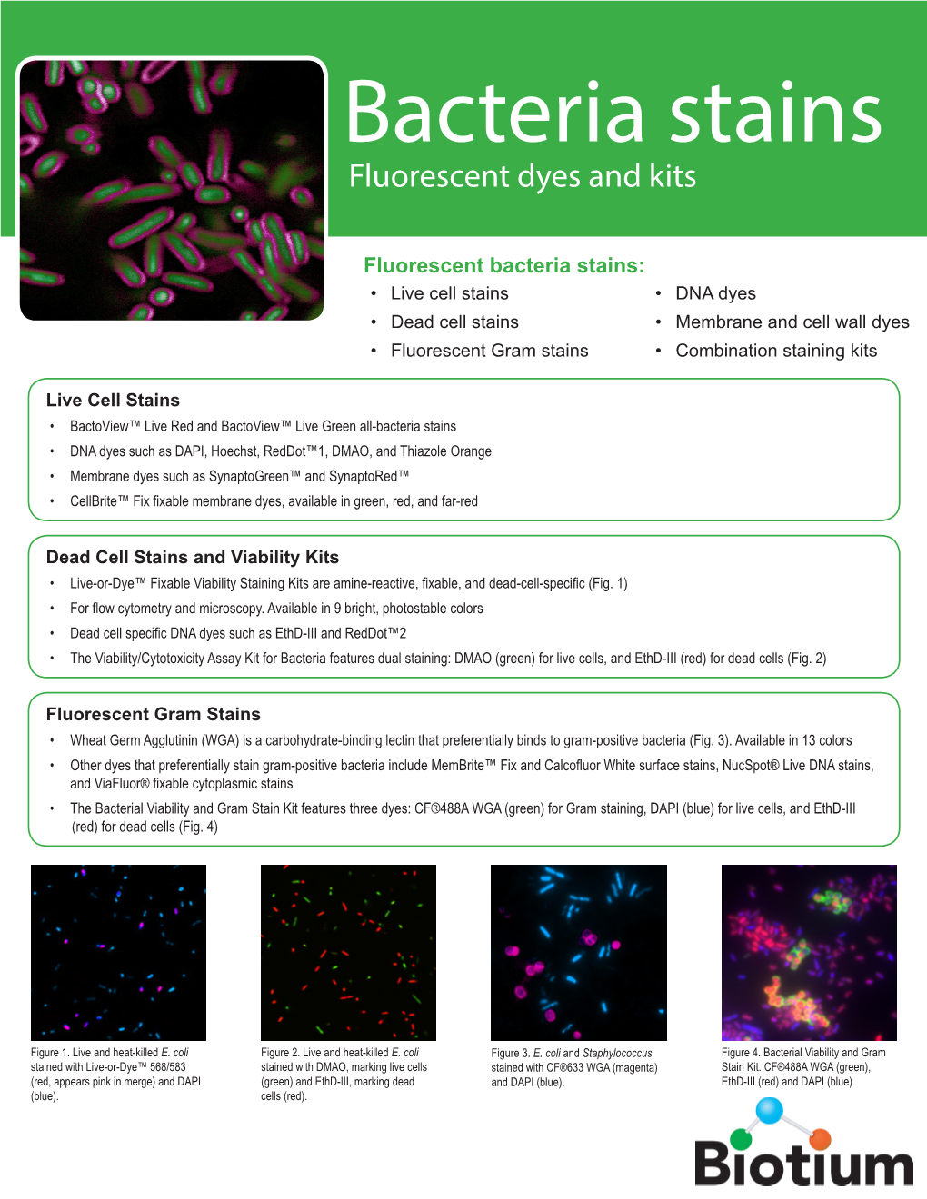 Bacteria Stain Flyer