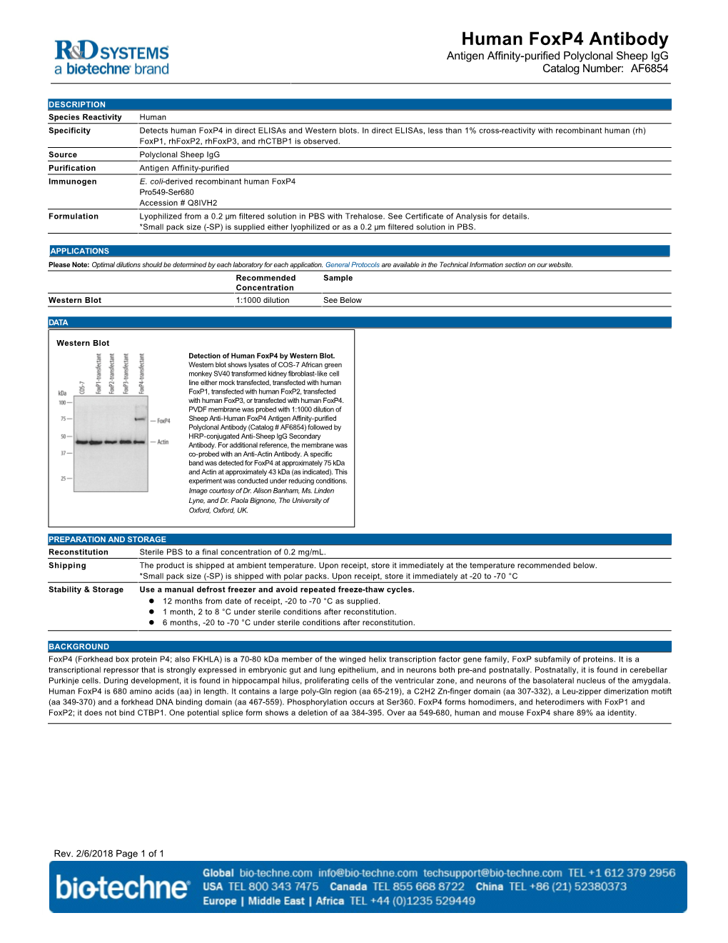Human Foxp4 Antibody Antigen Affinity-Purified Polyclonal Sheep Igg Catalog Number: AF6854