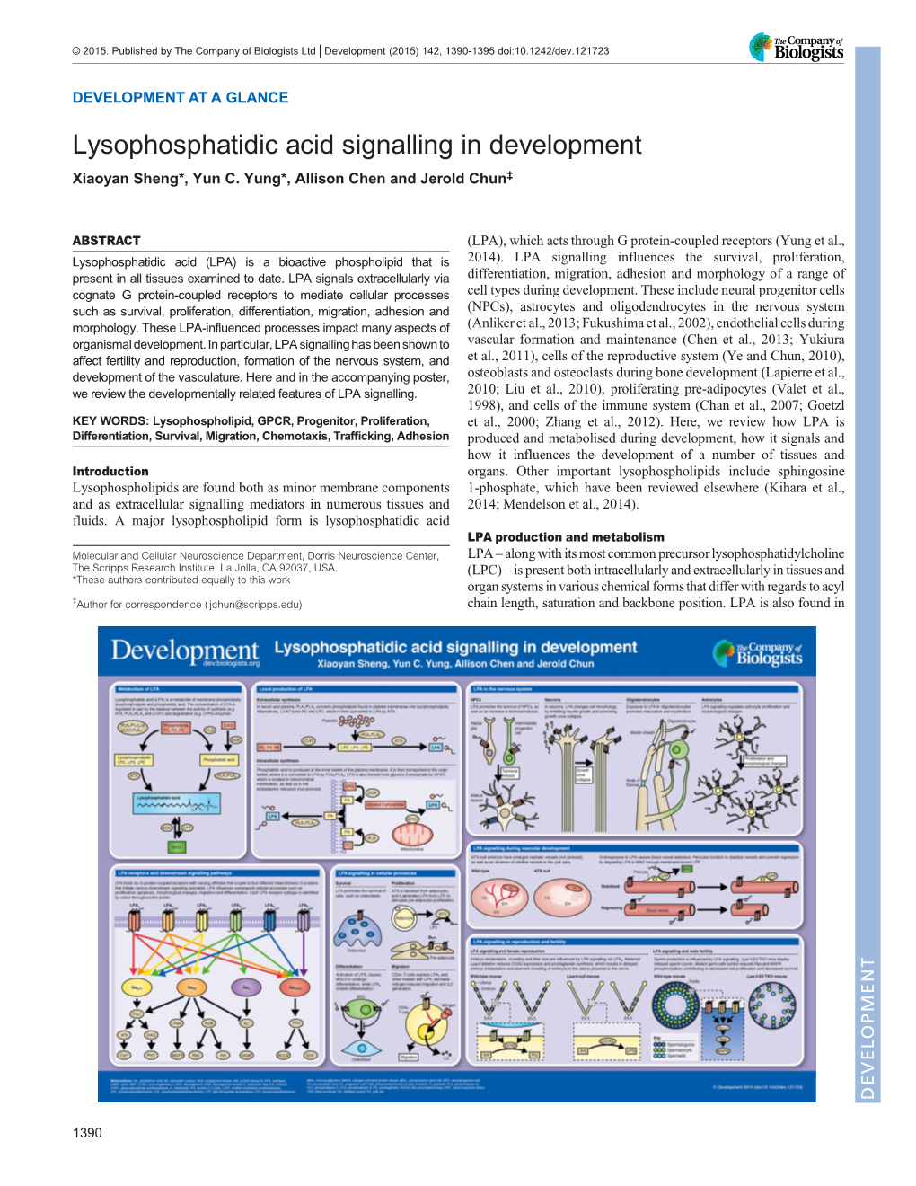 Lysophosphatidic Acid Signalling in Development Xiaoyan Sheng*, Yun C