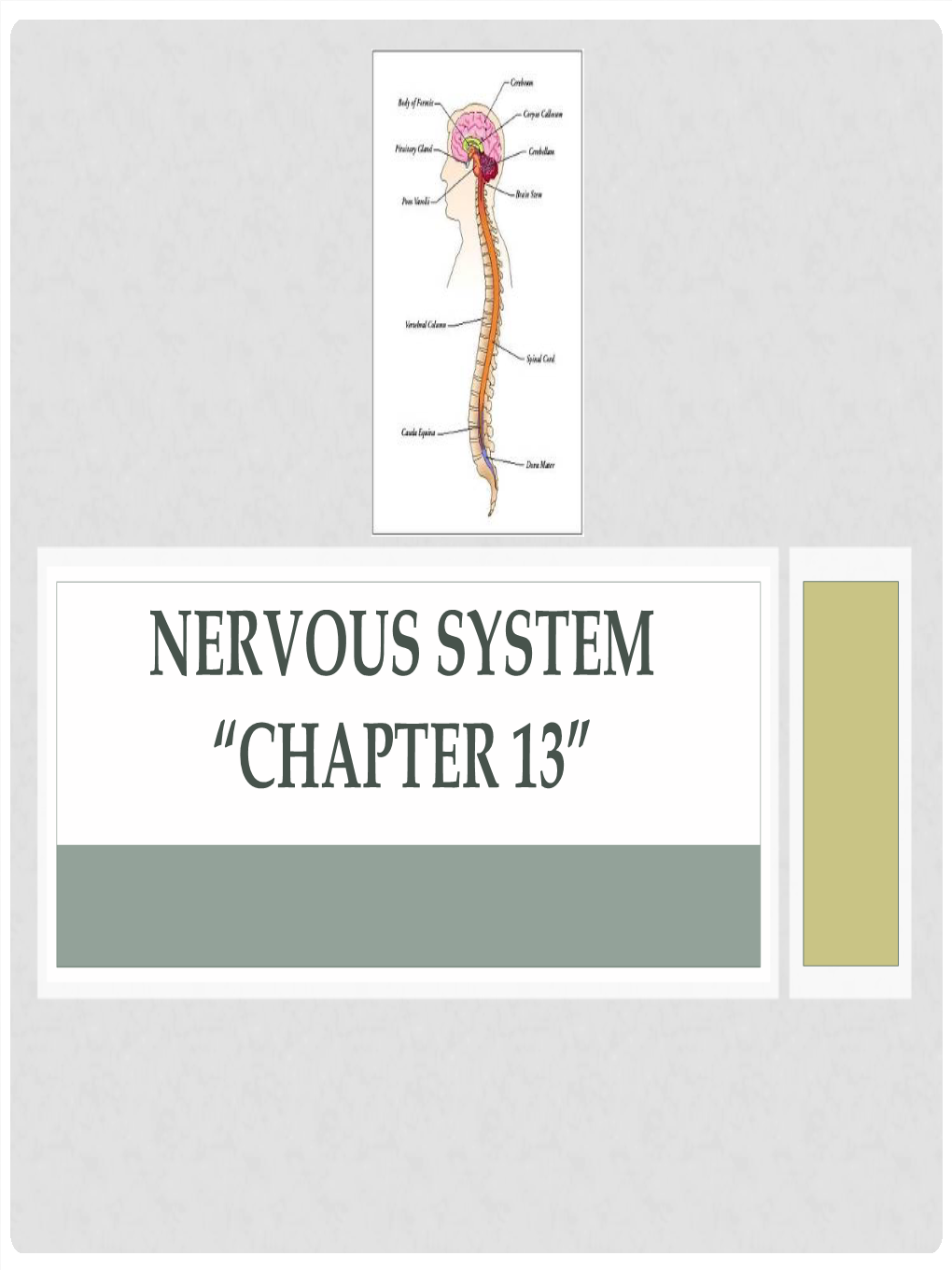 Nervous System “Chapter 13” General Outcomes