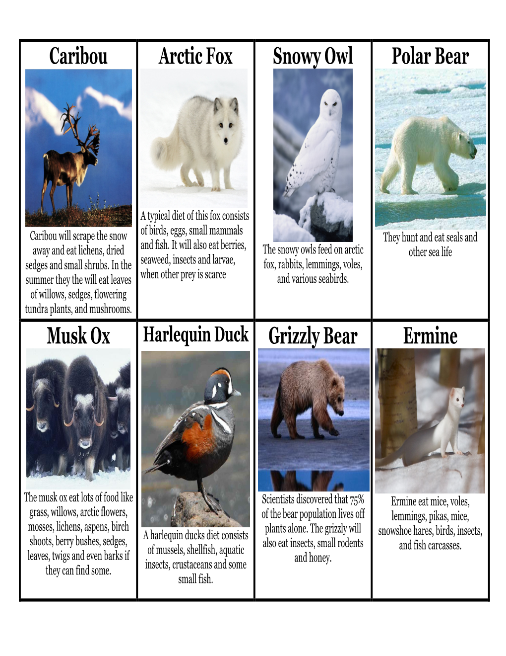 Caribou Arctic Fox Snowy Owl Polar Bear Musk Ox Grizzly Bear Ermine