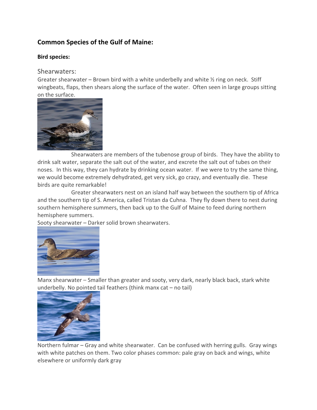 Common Species of the Gulf of Maine: Shearwaters