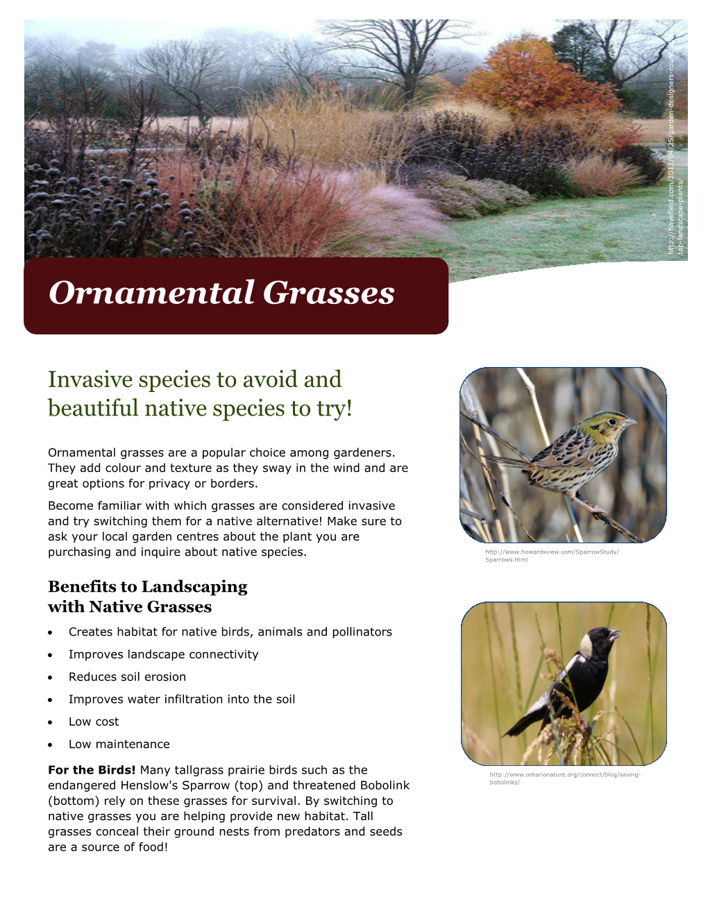 Ornamental Grasses How Can You Help Reduce the Spread of Invasive Species? Invasive Species to Avoid and  Learn to Identify Invasive Species