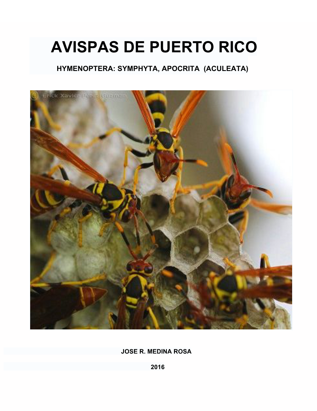 Avispas De Puerto Rico