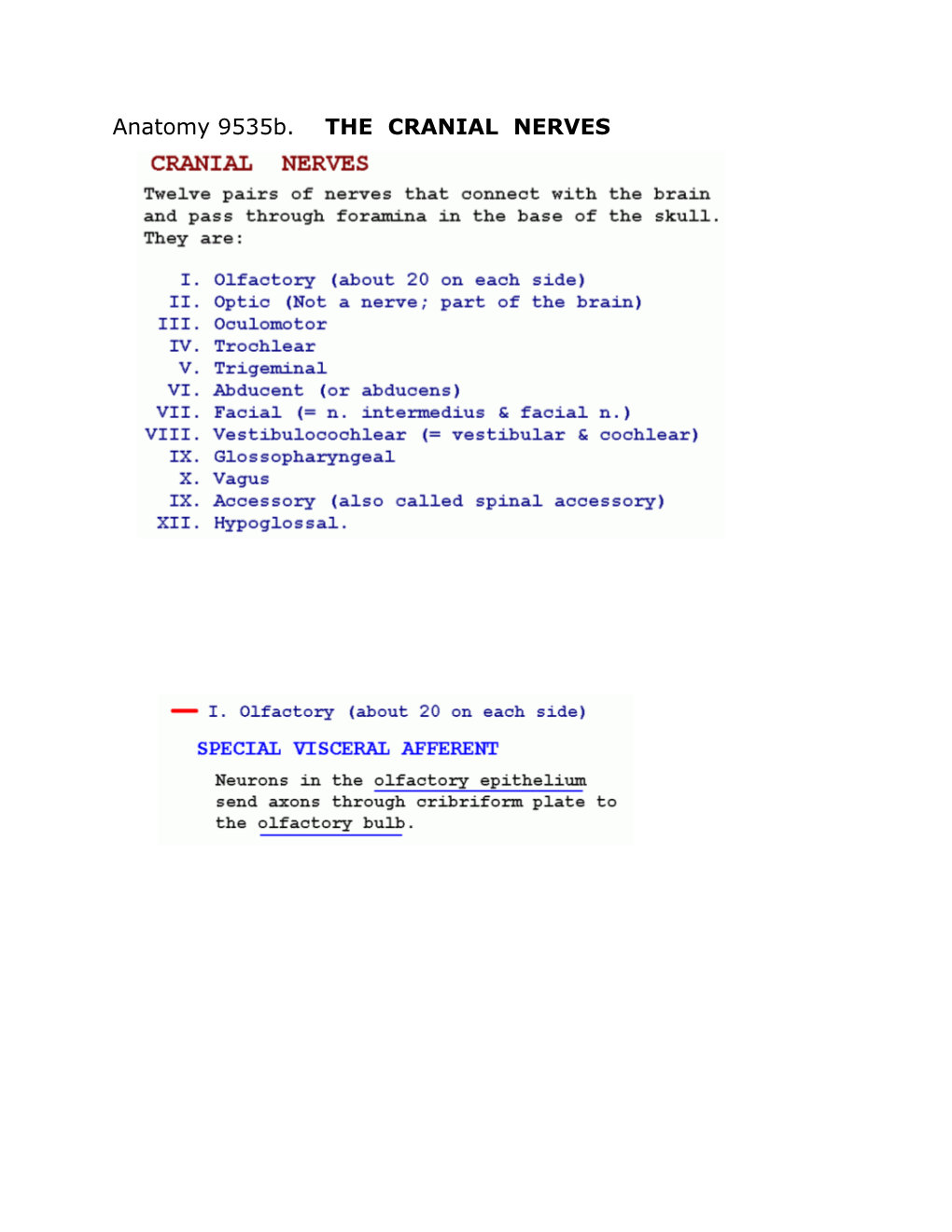 Anatomy 9535B. the CRANIAL NERVES