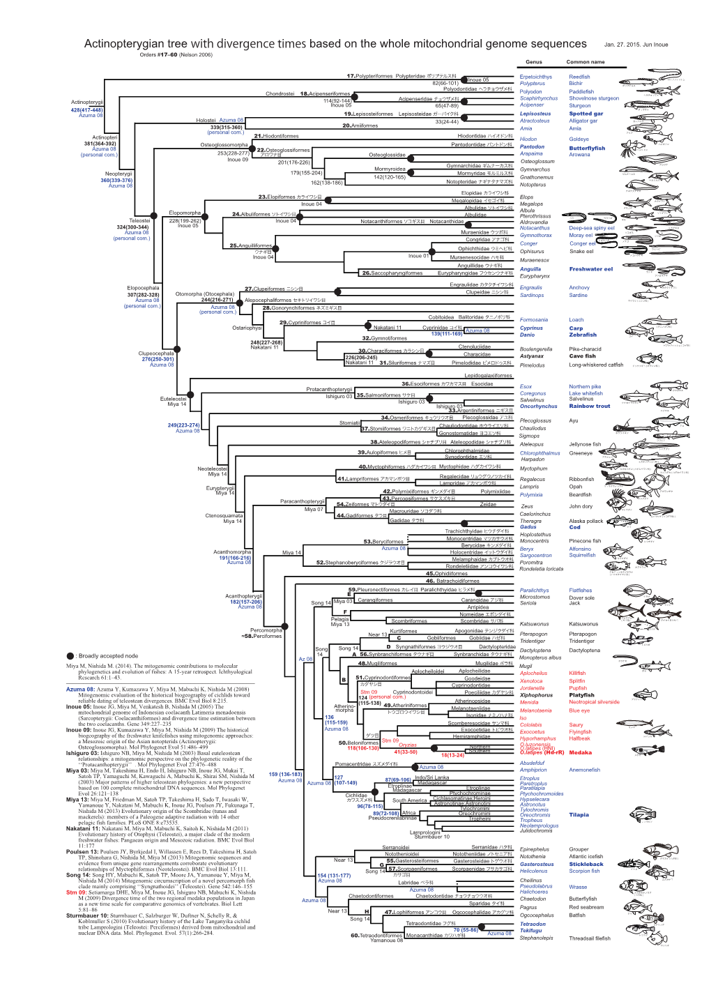 Actinopterygian Tree with Divergence Times Based on the Whole Mitochondrial Genome Sequences Jan