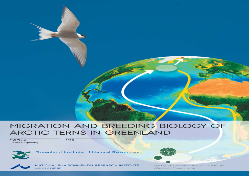 MIGRATION and BREEDING BIOLOGY of ARCTIC TERNS in GREENLAND Migration Andbreeding Biologyof Arctic Ternsingreenland