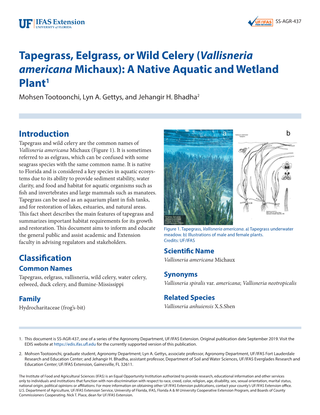 Tapegrass, Eelgrass, Or Wild Celery (Vallisneria Americana Michaux): a Native Aquatic and Wetland Plant1 Mohsen Tootoonchi, Lyn A